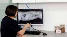 Tierärztin betrachtet ein digitales Röntgenbild auf dem Monitor in der Tierarztpraxis in Köln-Mülheim