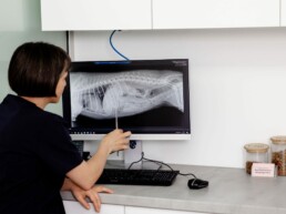 Tierärztin betrachtet ein digitales Röntgenbild auf dem Monitor in der Tierarztpraxis in Köln-Mülheim